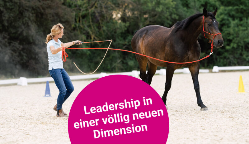 Beitragsbild Leadership Pferd